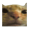 Cat Bot